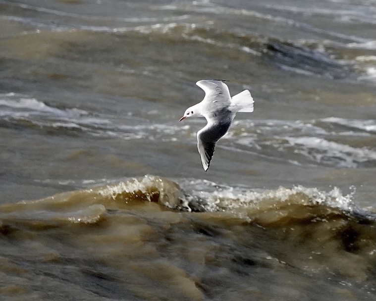 black-headed gull